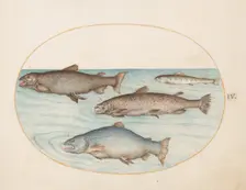Animalia Aqvatilia et Cochiliata (Aqva): Plate IV, c. 1575/1580. Creator: Joris Hoefnagel