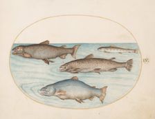 Animalia Aqvatilia et Cochiliata (Aqva): Plate IV, c. 1575/1580. Creator: Joris Hoefnagel