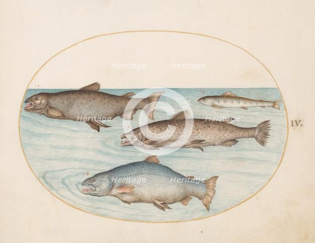 Animalia Aqvatilia et Cochiliata (Aqva): Plate IV, c. 1575/1580. Creator: Joris Hoefnagel.