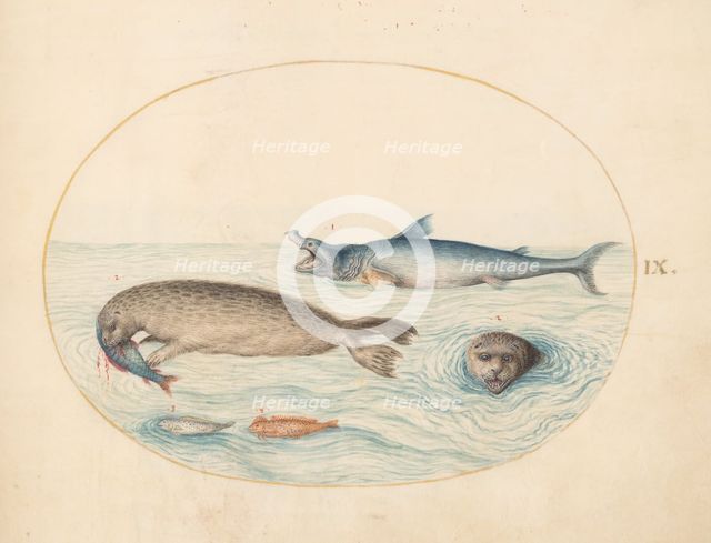 Animalia Aqvatilia et Cochiliata (Aqva): Plate IX, c. 1575/1580. Creator: Joris Hoefnagel.