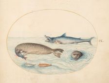 Animalia Aqvatilia et Cochiliata (Aqva): Plate IX, c. 1575/1580. Creator: Joris Hoefnagel