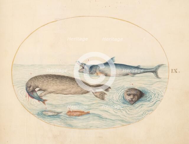Animalia Aqvatilia et Cochiliata (Aqva): Plate IX, c. 1575/1580. Creator: Joris Hoefnagel.