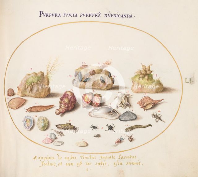 Animalia Aqvatilia et Cochiliata (Aqva): Plate LI, c. 1575/1580. Creator: Joris Hoefnagel.