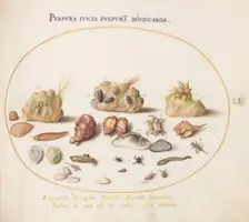 Animalia Aqvatilia et Cochiliata (Aqva): Plate LI, c. 1575/1580. Creator: Joris Hoefnagel