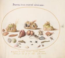 Animalia Aqvatilia et Cochiliata (Aqva): Plate LI, c. 1575/1580. Creator: Joris Hoefnagel