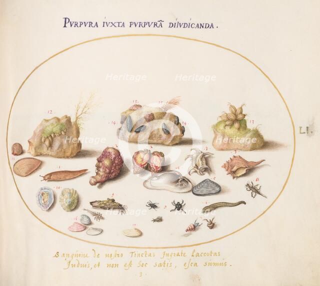 Animalia Aqvatilia et Cochiliata (Aqva): Plate LI, c. 1575/1580. Creator: Joris Hoefnagel.