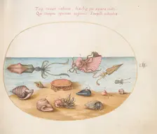 Animalia Aqvatilia et Cochiliata (Aqva): Plate LII, c. 1575/1580. Creator: Joris Hoefnagel