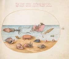Animalia Aqvatilia et Cochiliata (Aqva): Plate LII, c. 1575/1580. Creator: Joris Hoefnagel