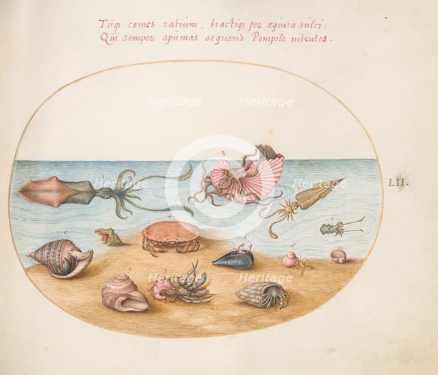 Animalia Aqvatilia et Cochiliata (Aqva): Plate LII, c. 1575/1580. Creator: Joris Hoefnagel.