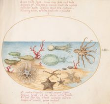 Animalia Aqvatilia et Cochiliata (Aqva): Plate LIII, c. 1575/1580. Creator: Joris Hoefnagel