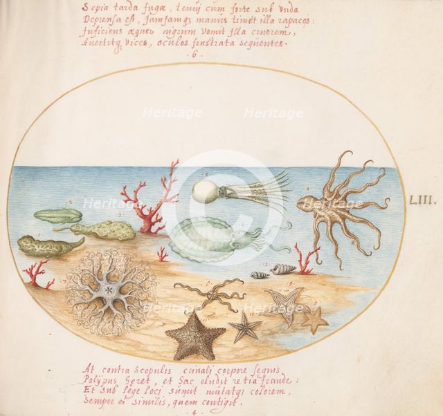 Animalia Aqvatilia et Cochiliata (Aqva): Plate LIII, c. 1575/1580. Creator: Joris Hoefnagel.