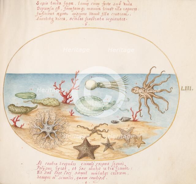 Animalia Aqvatilia et Cochiliata (Aqva): Plate LIII, c. 1575/1580. Creator: Joris Hoefnagel.