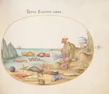 Animalia Aqvatilia et Cochiliata (Aqva): Plate LIV, c. 1575/1580. Creator: Joris Hoefnagel
