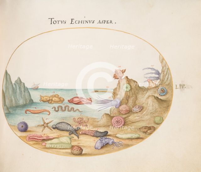 Animalia Aqvatilia et Cochiliata (Aqva): Plate LIV, c. 1575/1580. Creator: Joris Hoefnagel.