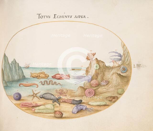 Animalia Aqvatilia et Cochiliata (Aqva): Plate LIV, c. 1575/1580. Creator: Joris Hoefnagel.