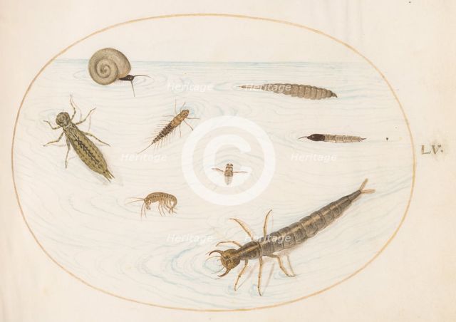 Animalia Aqvatilia et Cochiliata (Aqva): Plate LV, c. 1575/1580. Creator: Joris Hoefnagel.
