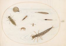 Animalia Aqvatilia et Cochiliata (Aqva): Plate LV, c. 1575/1580. Creator: Joris Hoefnagel