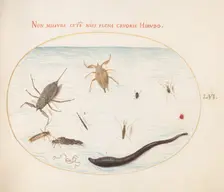 Animalia Aqvatilia et Cochiliata (Aqva): Plate LVI, c. 1575/1580. Creator: Joris Hoefnagel