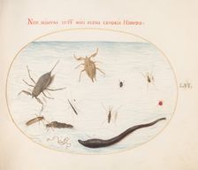 Animalia Aqvatilia et Cochiliata (Aqva): Plate LVI, c. 1575/1580. Creator: Joris Hoefnagel