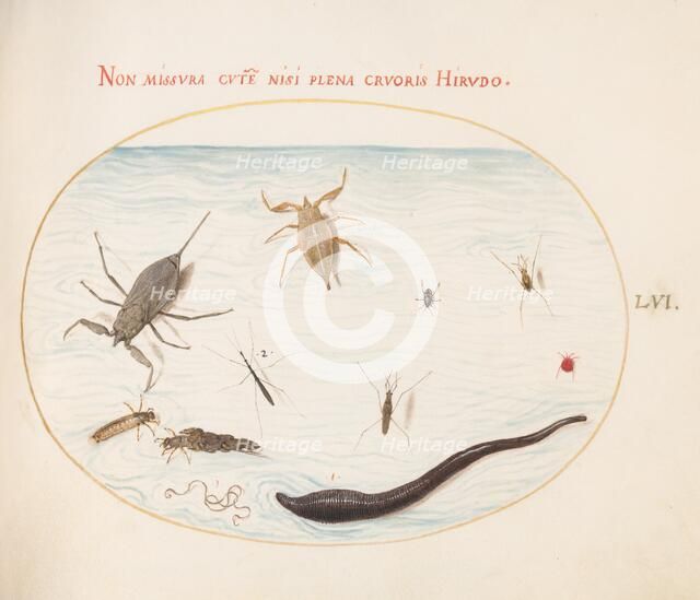 Animalia Aqvatilia et Cochiliata (Aqva): Plate LVI, c. 1575/1580. Creator: Joris Hoefnagel.