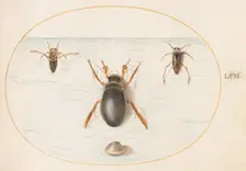 Animalia Aqvatilia et Cochiliata (Aqva): Plate LVII, c. 1575/1580. Creator: Joris Hoefnagel