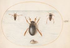 Animalia Aqvatilia et Cochiliata (Aqva): Plate LVII, c. 1575/1580. Creator: Joris Hoefnagel