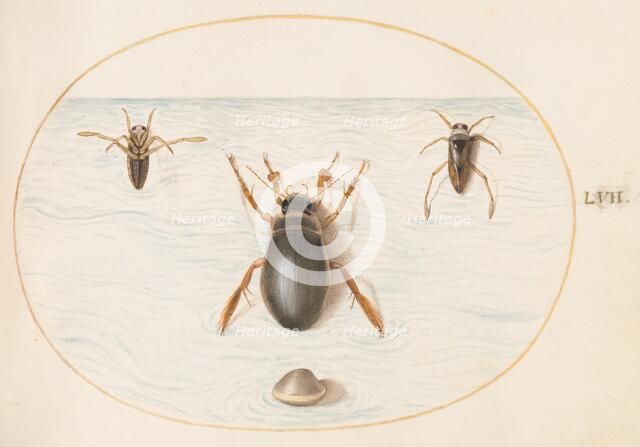 Animalia Aqvatilia et Cochiliata (Aqva): Plate LVII, c. 1575/1580. Creator: Joris Hoefnagel.