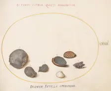 Animalia Aqvatilia et Cochiliata (Aqva): Plate LVIII, c. 1575/1580. Creator: Joris Hoefnagel