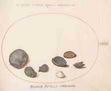 Animalia Aqvatilia et Cochiliata (Aqva): Plate LVIII, c. 1575/1580. Creator: Joris Hoefnagel