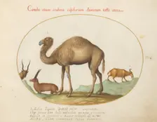 Animalia Qvadrvpedia et Reptilia (Terra): Plate III, c. 1575/1580. Creator: Joris Hoefnagel