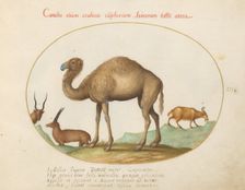 Animalia Qvadrvpedia et Reptilia (Terra): Plate III, c. 1575/1580. Creator: Joris Hoefnagel
