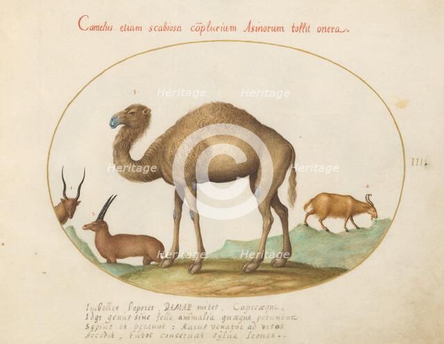 Animalia Qvadrvpedia et Reptilia (Terra): Plate III, c. 1575/1580. Creator: Joris Hoefnagel.