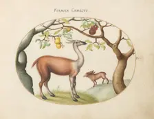 Animalia Qvadrvpedia et Reptilia (Terra): Plate IV, c. 1575/1580. Creator: Joris Hoefnagel