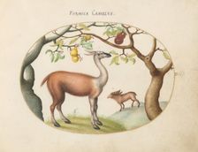 Animalia Qvadrvpedia et Reptilia (Terra): Plate IV, c. 1575/1580. Creator: Joris Hoefnagel