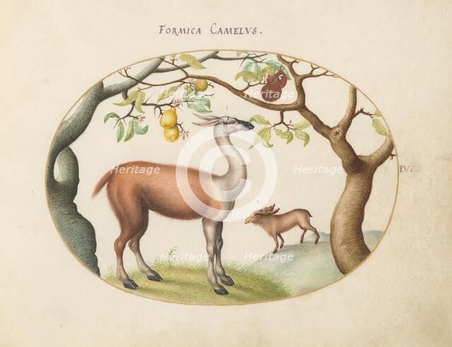 Animalia Qvadrvpedia et Reptilia (Terra): Plate IV, c. 1575/1580. Creator: Joris Hoefnagel.