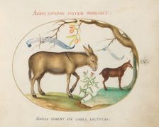 Animalia Qvadrvpedia et Reptilia (Terra): Plate IX, c. 1575/1580. Creator: Joris Hoefnagel