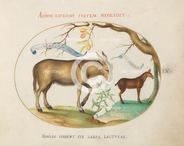 Animalia Qvadrvpedia et Reptilia (Terra): Plate IX, c. 1575/1580. Creator: Joris Hoefnagel.