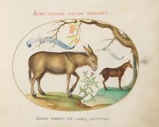 Animalia Qvadrvpedia et Reptilia (Terra): Plate IX, c. 1575/1580. Creator: Joris Hoefnagel