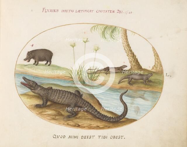 Animalia Qvadrvpedia et Reptilia (Terra): Plate L, c. 1575/1580. Creator: Joris Hoefnagel.