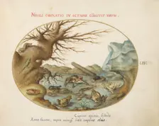 Animalia Qvadrvpedia et Reptilia (Terra): Plate LIV, c. 1575/1580. Creator: Joris Hoefnagel