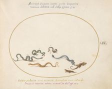 Animalia Qvadrvpedia et Reptilia (Terra): Plate LIX, c. 1575/1580. Creator: Joris Hoefnagel