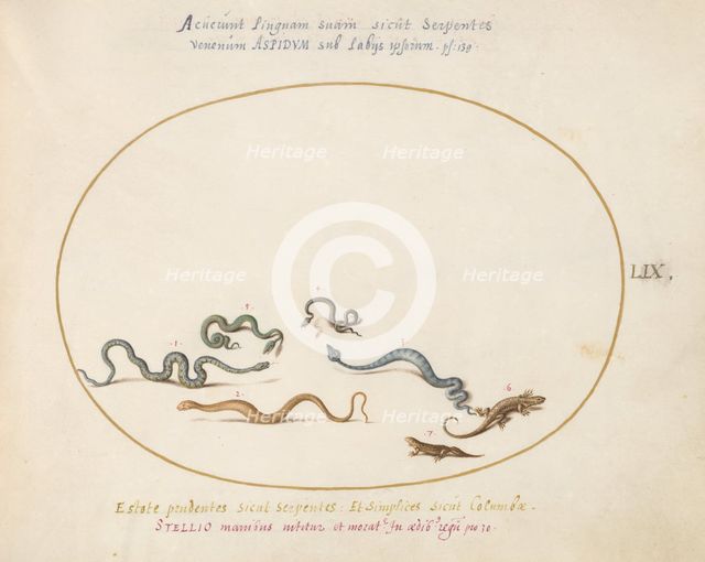 Animalia Qvadrvpedia et Reptilia (Terra): Plate LIX, c. 1575/1580. Creator: Joris Hoefnagel.