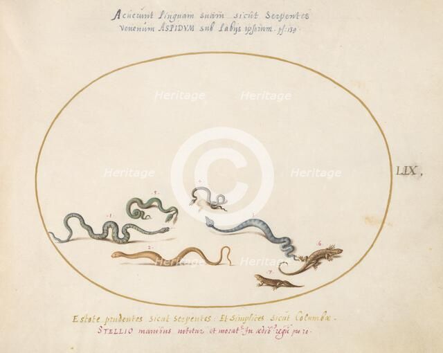 Animalia Qvadrvpedia et Reptilia (Terra): Plate LIX, c. 1575/1580. Creator: Joris Hoefnagel.