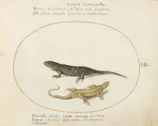 Animalia Qvadrvpedia et Reptilia (Terra): Plate LII, c. 1575/1580. Creator: Joris Hoefnagel