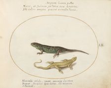 Animalia Qvadrvpedia et Reptilia (Terra): Plate LII, c. 1575/1580. Creator: Joris Hoefnagel