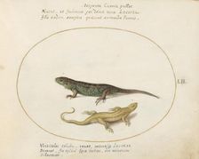 Animalia Qvadrvpedia et Reptilia (Terra): Plate LII, c. 1575/1580. Creator: Joris Hoefnagel