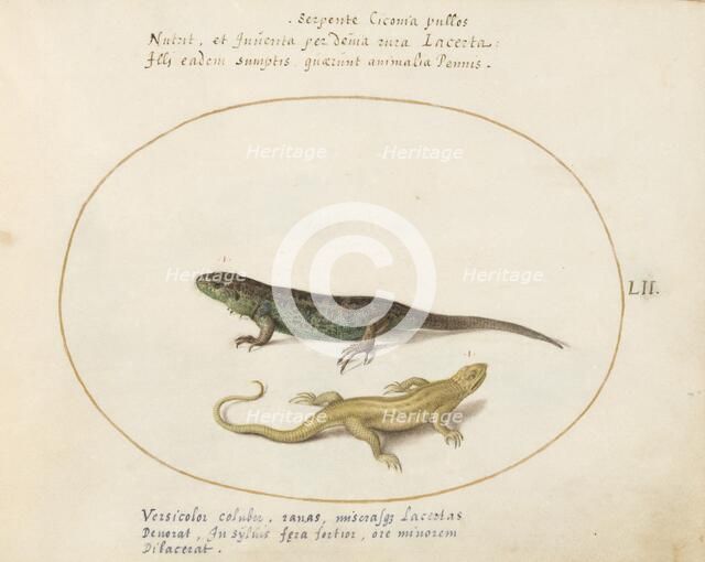 Animalia Qvadrvpedia et Reptilia (Terra): Plate LII, c. 1575/1580. Creator: Joris Hoefnagel.