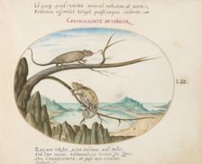 Animalia Qvadrvpedia et Reptilia (Terra): Plate LIII, c. 1575/1580. Creator: Joris Hoefnagel