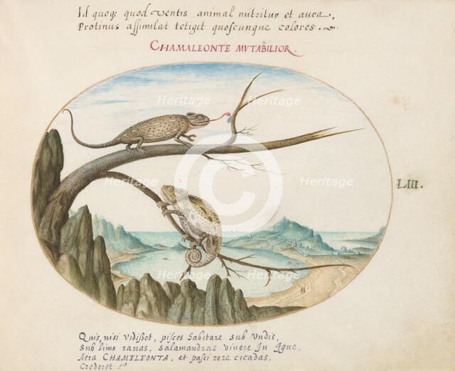 Animalia Qvadrvpedia et Reptilia (Terra): Plate LIII, c. 1575/1580. Creator: Joris Hoefnagel.