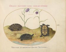 Animalia Qvadrvpedia et Reptilia (Terra): Plate LV, c. 1575/1580. Creator: Joris Hoefnagel